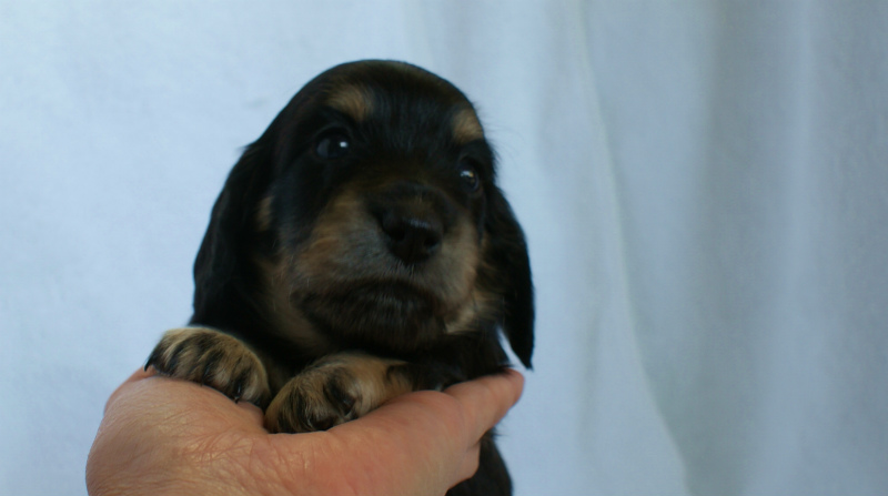 9月13日生まれカニンヘンダックス・クレアの赤ちゃん ブラック&クリーム女の子 9月13日生まれカニンヘンダックス・クレアの赤ちゃん ブラック&クリーム女の子