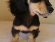 カニンヘンダックス ブラック&クリーム 男の子 子犬 カニンヘンダックス ブラック&クリーム 男の子 子犬