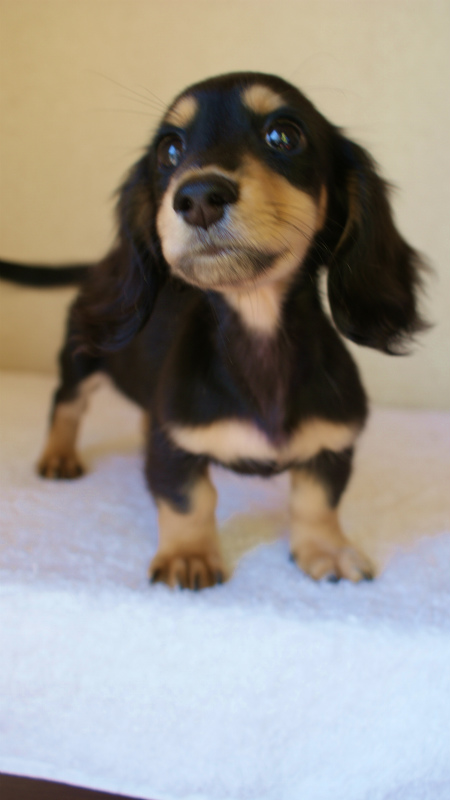 カニンヘンダックス ブラック&クリーム 男の子 子犬 カニンヘンダックス ブラック&クリーム 男の子 子犬