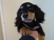 カニンヘンダックス ブラック&クリーム 男の子 子犬 カニンヘンダックス ブラック&クリーム 男の子 子犬