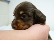 カニンヘン ダックスフンド 子犬 チョコタン 男の子 カニンヘン ダックスフンド 子犬 チョコタン 男の子