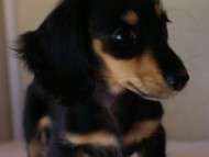 7月30日生まれカニンヘンダックス・あんずの赤ちゃん ブラック&クリーム女の子 7月30日生まれカニンヘンダックス・あんずの赤ちゃん ブラック&クリーム女の子