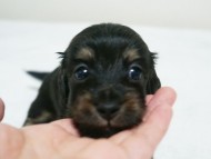 カニンヘン ダックスフンド 子犬 ブラッククリーム 女の子
