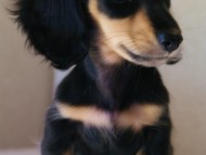 7月30日生まれカニンヘンダックス・あんずの赤ちゃん　ブラック&クリーム女の子