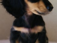 7月30日生まれカニンヘンダックス・あんずの赤ちゃん ブラック&クリーム女の子 子犬 7月30日生まれカニンヘンダックス・あんずの赤ちゃん ブラック&クリーム女の子 子犬