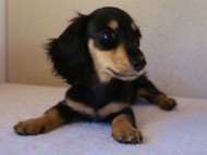 7月30日生まれカニンヘンダックス・あんずの赤ちゃん　ブラック&クリーム女の子　子犬