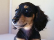 7月30日生まれカニンヘンダックス・あんずの赤ちゃん　ブラック&クリーム女の子　子犬