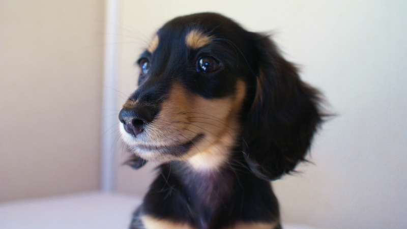 カニンヘン ブラクリ 子犬 カニンヘン ブラクリ 子犬