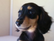 7月30日生まれカニンヘンダックス・あんずの赤ちゃん　ブラック&クリーム女の子　子犬