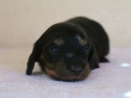 ミニチュアダックス 子犬 ブラクリ 女の子 シャディの赤ちゃん 10/4生まれ