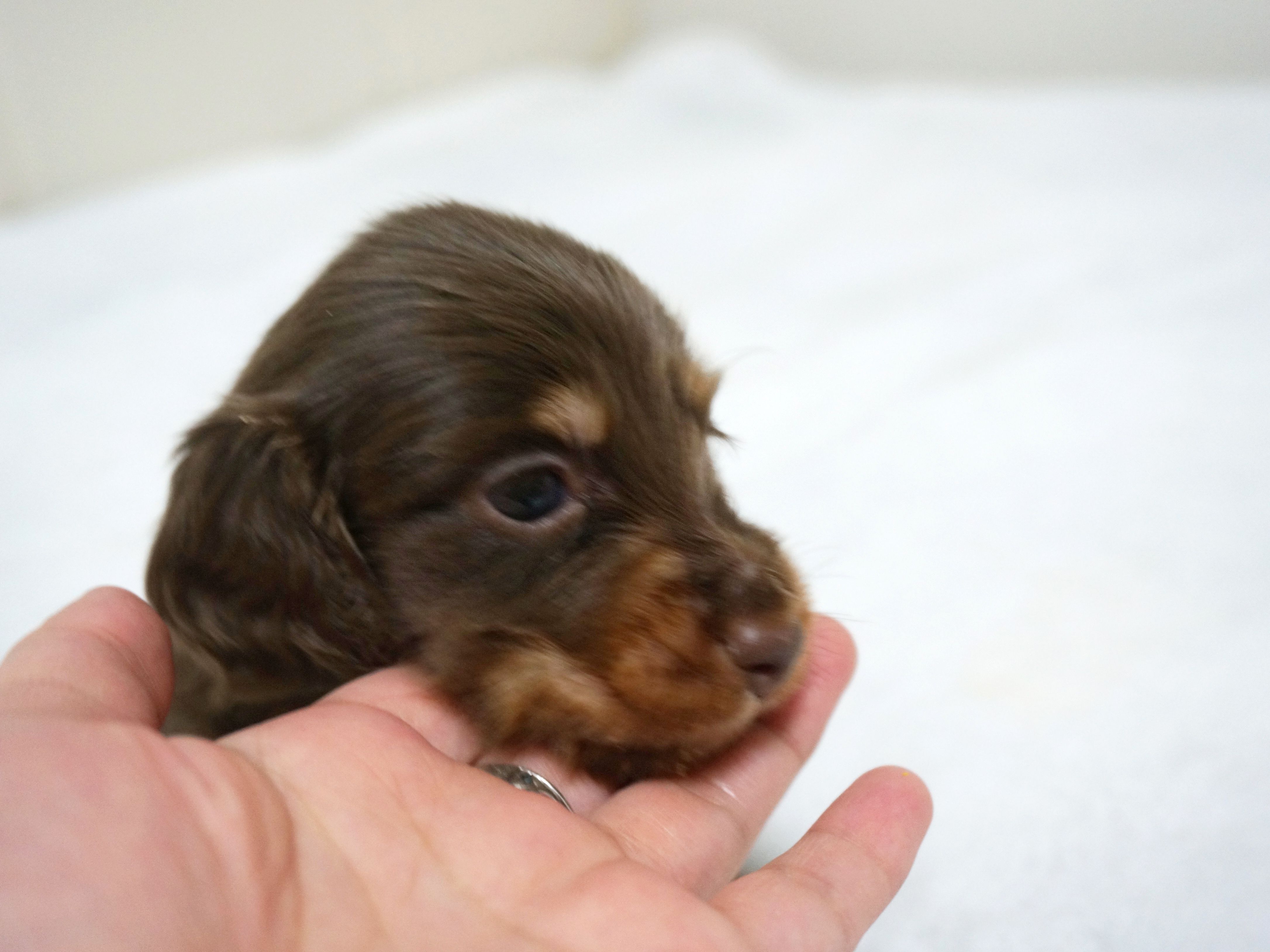 カニンヘン ダックスフンド 子犬 チョコタン 男の子