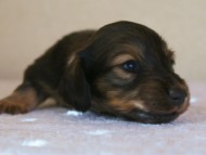 カニンヘン　シェーデットクリーム　子犬