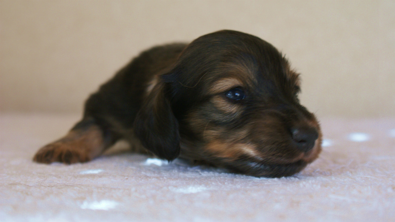 カニンヘン シェーデットクリーム 子犬 カニンヘン シェーデットクリーム 子犬