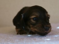 ミニチュア　 子犬　 シェーデットクリーム 男の子 　シャディの赤ちゃん 10/4生まれ