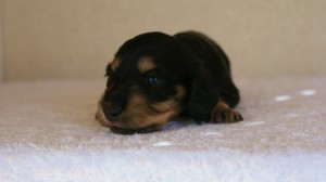 ミニチュアダックス 子犬 ブラクリ 女の子 シャディの赤ちゃん 10/4生まれ ミニチュアダックス 子犬 ブラクリ 女の子 シャディの赤ちゃん 10/4生まれ