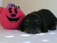 ミニチュア　 子犬　 ブラクリ 女の子 　シャディの赤ちゃん 10/4生まれ