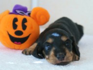 カニヘン 子犬 ブラッククリーム カニヘン 子犬 ブラッククリーム