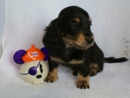 カニンヘン 子犬 ブラック&クリーム 男の子 クレアの赤ちゃん 9/13生まれ