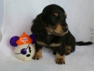 カニンヘン 子犬 ブラック&クリーム 男の子 クレアの赤ちゃん 9/13生まれ