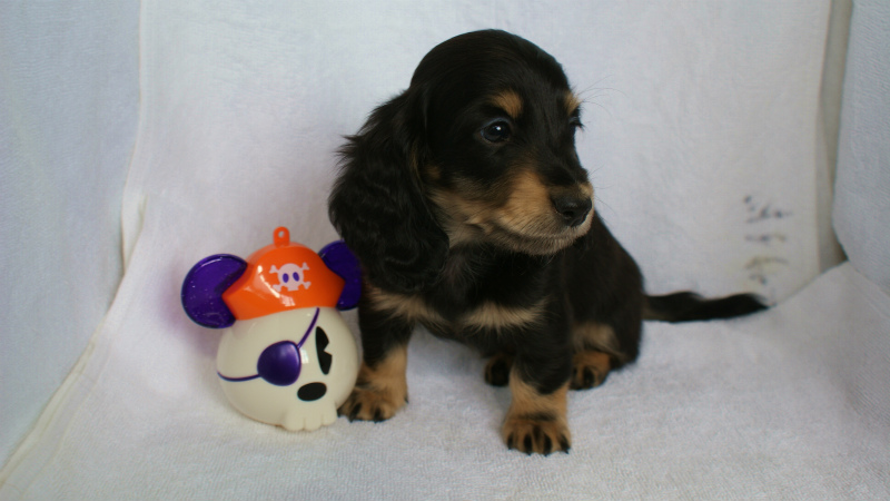 カニンヘン 子犬 ブラック&クリーム 男の子 クレアの赤ちゃん 9/13生まれ カニンヘン 子犬 ブラック&クリーム 男の子 クレアの赤ちゃん 9/13生まれ