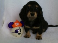 カニンヘン 子犬 ブラック&クリーム 男の子 クレアの赤ちゃん 9/13生まれ カニンヘン 子犬 ブラック&クリーム 男の子 クレアの赤ちゃん 9/13生まれ