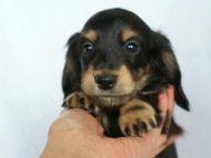 カニヘン　子犬　ブラッククリーム