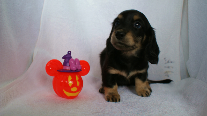 カニンヘン 子犬 ブラック&クリーム 女の子 クレアの赤ちゃん 9/13生まれ カニンヘン 子犬 ブラック&クリーム 女の子 クレアの赤ちゃん 9/13生まれ