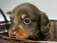 カニンヘン ダックスフンド 子犬 チョコタン 男の子 カニンヘン ダックスフンド 子犬 チョコタン 男の子