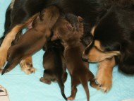 カニヘン　子犬　シェーデットクリーム　チョコクリーム