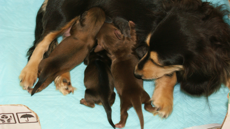 子犬 出産 カニンヘンダックスのハナビが10月21日出産しました