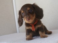 カニヘン　子犬　石川県