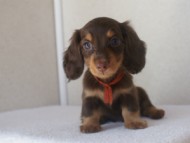 カニンヘン　子犬　東京