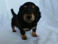 カニンヘン 子犬 ブラック&クリーム 男の子 クレアの赤ちゃん 9/13生まれ