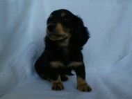 カニンヘン 子犬 ブラック&クリーム 男の子 クレアの赤ちゃん 9/13生まれ