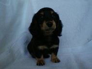 カニンヘン 子犬 ブラック&クリーム 男の子 クレアの赤ちゃん 9/13生まれ