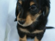 カニンヘン 子犬 ブラック&クリーム 男の子 クレアの赤ちゃん 9/13生まれ