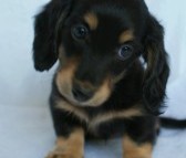 カニンヘン 子犬 ブラック&クリーム 女の子 クレアの赤ちゃん 9/13生まれ