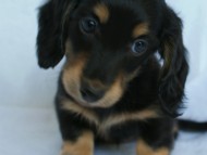 カニンヘン 子犬 ブラック&クリーム 女の子 クレアの赤ちゃん 9/13生まれ