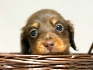 カニンヘン ダックスフンド 子犬 チョコタン 男の子 カニンヘン ダックスフンド 子犬 チョコタン 男の子