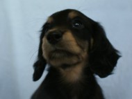 カニンヘン 子犬 ブラック&クリーム 女の子 クレアの赤ちゃん 9/13生まれ