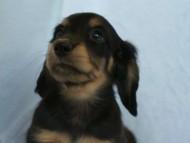 カニヘン　ブラッククリーム　子犬