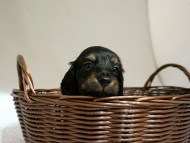カニンヘン ダックスフンド 子犬 ブラッククリーム 女の子 カニンヘン ダックスフンド 子犬 ブラッククリーム 女の子
