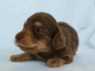 カニヘン チョコ&クリーム 東京都・U様 カニヘン チョコ&クリーム 東京都・U様