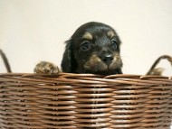カニンヘン ダックスフンド 子犬 ブラッククリーム 女の子