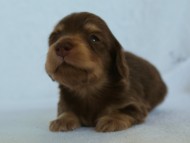 カニンヘン 子犬 チョコクリーム　東京都・Ｕ様