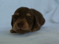 カニンヘン 子犬 チョコクリーム　東京都・Ｕ様