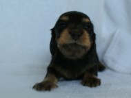 カニヘン　ブラックタン　静岡県富士宮市