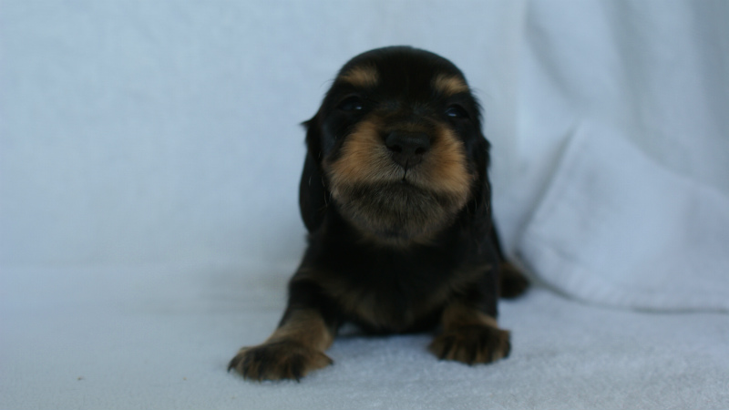 カニヘン ブラックタン 静岡県富士宮市 カニヘン ブラックタン 静岡県富士宮市