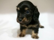 カニンヘン ダックスフンド 子犬 ブラッククリーム 女の子 カニンヘン ダックスフンド 子犬 ブラッククリーム 女の子