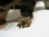 カニンヘン ダックスフンド 子犬 ブラッククリーム 女の子